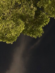 green leaves in the forest