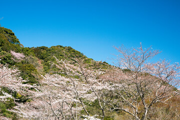 桜咲く古座の一枚岩春景色