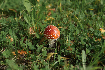red fly-agaric or amanita muscaria mushroom on a green grass. forest beautiful scenes. walking in a...