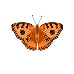 The Peacock Pansy ( Junonia almana ) butterfly isolated on white background, Pattern similar to the eyes on the wing of orange color insect, Illustration in the style of graphic and vector design