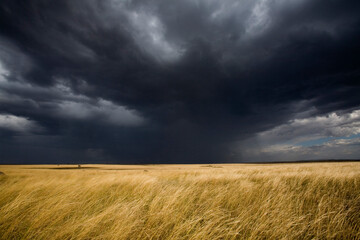 Storm Clouds above Savanna, Masai Mara Game Reserve, Kenya