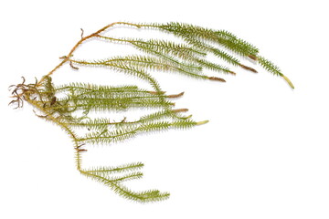 Stiff clubmoss Lycopodium annotinum on white background