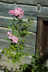Fototapeta na wymiar pink rosebush grows next to old build with weathered wood