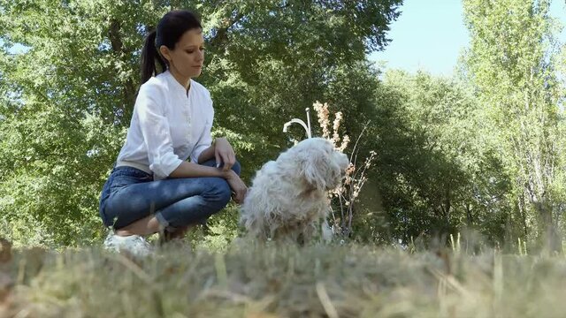 Senior dog spaniel with owner young woman spend a day at the park playing and having fun. Walking with elderly pet in park at summer day