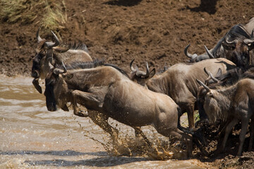 Wildebeest Migration, Masai Mara Game Reserve, Kenya
