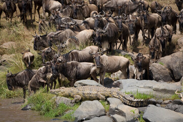 Wildebeest Migration, Masai Mara, Kenya