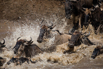 Wildebeest Migration, Masai Mara Game Reserve, Kenya