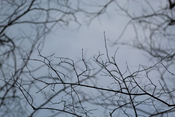 Tree branches without leaves, this photo is taken on cloudy winter day.