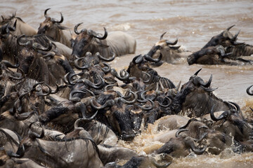 Wildebeest Migration, Masai Mara Game Reserve, Kenya
