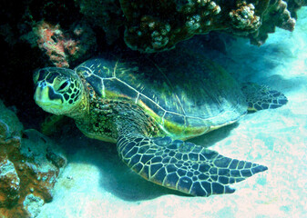 Sea Turtle off the shore of Maui, Hawaii. - 377805681