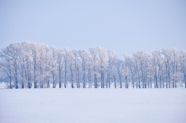 Forest belt of poplar trees under hoarfrost in snow field in winter season