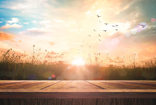 World environment day concept: Wooden floor and birds flying on beautiful meadow with sky autumn sunrise background	