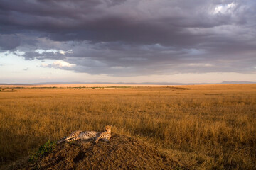 Cheetah, Masai Mara Game Reserve, Kenya