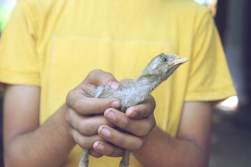 Little boy holds a chick in his hands