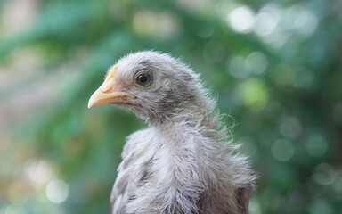 Closeup portrait of little chick 