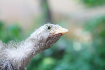 Fototapeta premium Closeup portrait of little chick 