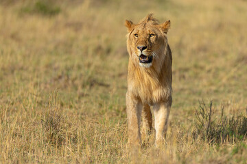 Young Male Lion in a morning light seen near Masai Mara Air Strip, Kenya, Africa