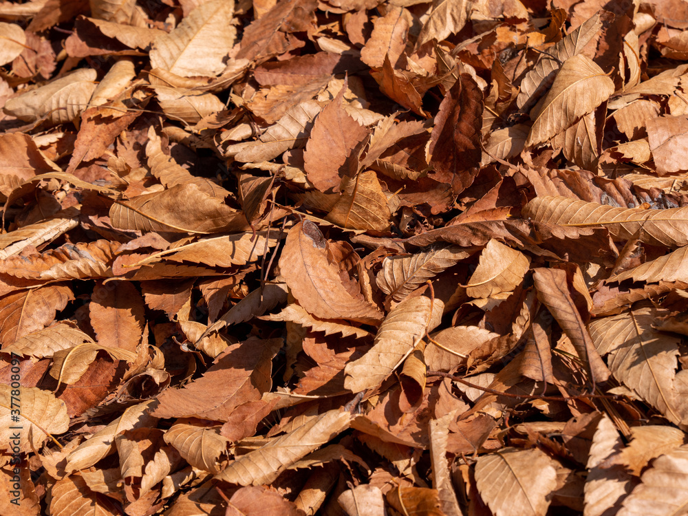 Wall mural the ground was covered with fallen leaves