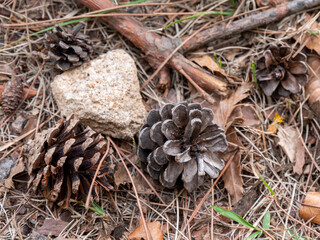 pine cones on the floor