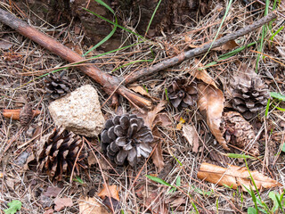 pine cones on the floor