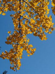yellowish ginkgo leaves of autumn