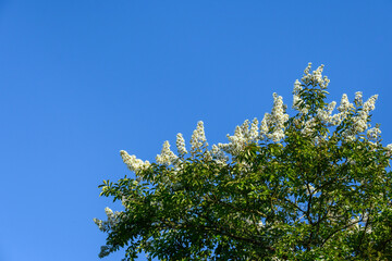 White blooming flower of Crape Myrtle tree against a blue sky
