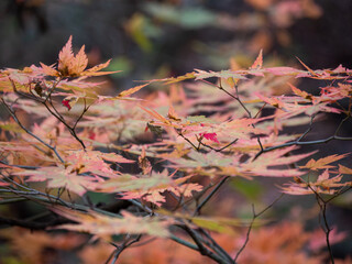 beautiful red maple tree in autumn