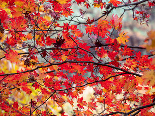 Obraz na płótnie Canvas beautiful red maple tree in autumn