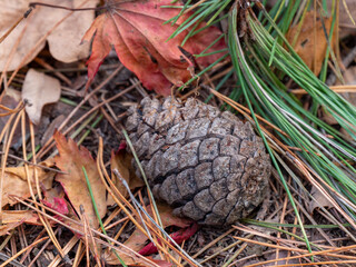 pine cones on the floor