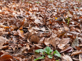 The ground was covered with fallen leaves