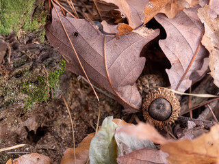 acorns and fallen leaves on the ground