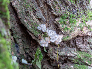 moss flowers in a tree