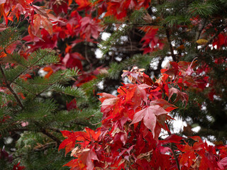 autumn foliage and coniferous trees