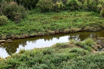 pond in the forest