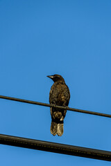 Young crow perched on a wire on a sunny day, against a blue sky
