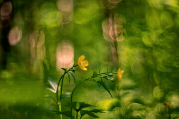 Ranunculus acris (meadow buttercup, tall buttercup, common buttercup and giant buttercup)