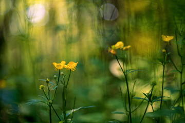 Ranunculus acris (meadow buttercup, tall buttercup, common buttercup and giant buttercup)