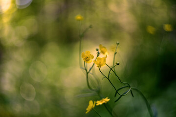 Ranunculus acris (meadow buttercup, tall buttercup, common buttercup and giant buttercup)