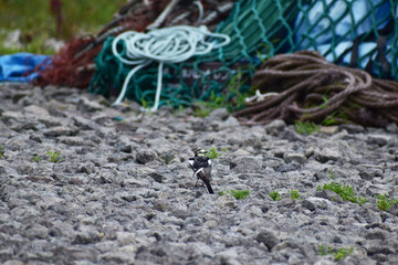 漁具の前に立つハクセキレイ