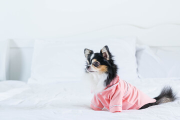 Cute black Chihuahua puppy in pink  shirt sitting on a white bed in the room,copy space,soft and selective focus