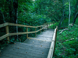 Fototapeta premium wooden bridge in the woods