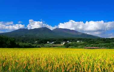 活火山・浅間山と秋の田んぼ