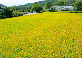 里山の秋の田んぼ(日本の農村風景)