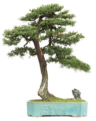 Bonsai pine tree. Isolated on white background