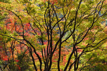 autumn forest landscape with maple leaves background
