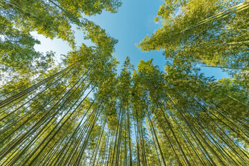 Bottom view of tall bamboo tree in evergreen forest of Arashiyama, Kyoto, Japan