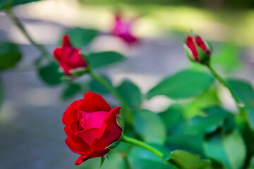 Beautiful red climbing roses in the garden. Selective focus