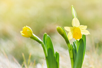 Obraz premium Jonquil in meadow. Spring flower and defocused nature with sunny reflection background 