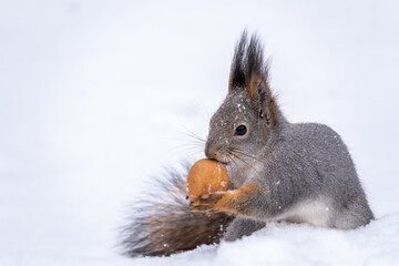 The squirrel sits on white snow with nut in winter.