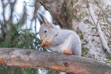 Naklejka na ściany i meble The squirrel sits on a fir branches in the winter or autumn.